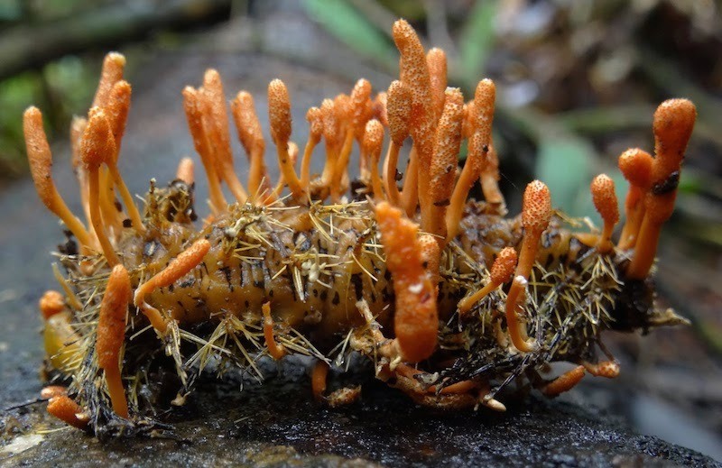 Cordyceps rostoucí z hmyzí skořápky