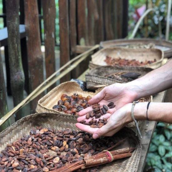 cacao Bali